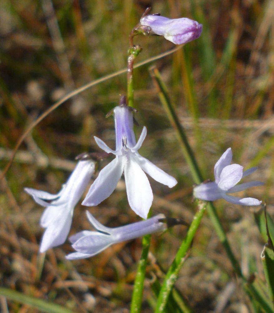 Waterlobelia